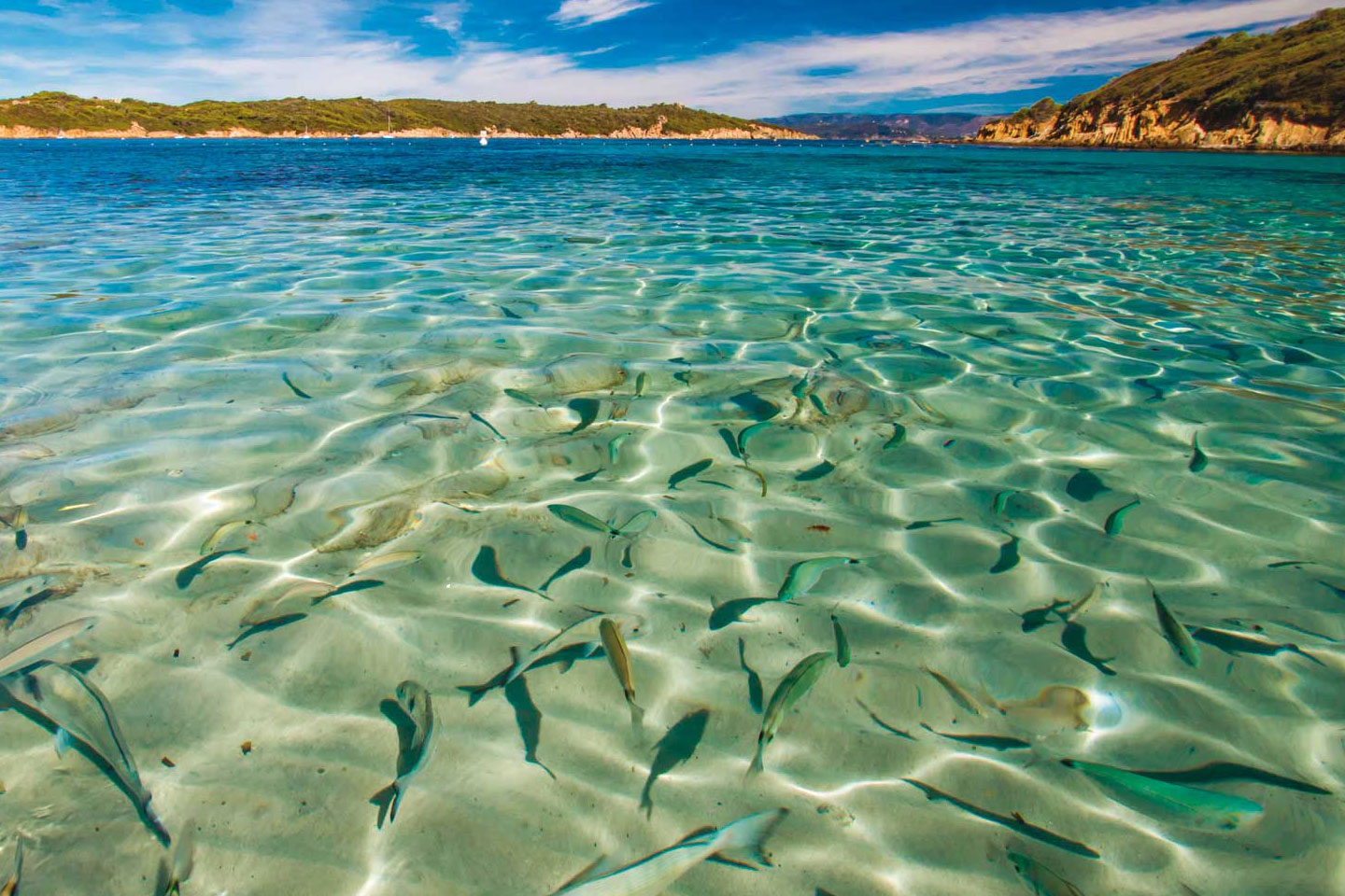 Un banc de poissons sur une plage au nord de l'ïle. Si vous trouvez la plage, gardez la localisation pour vous.